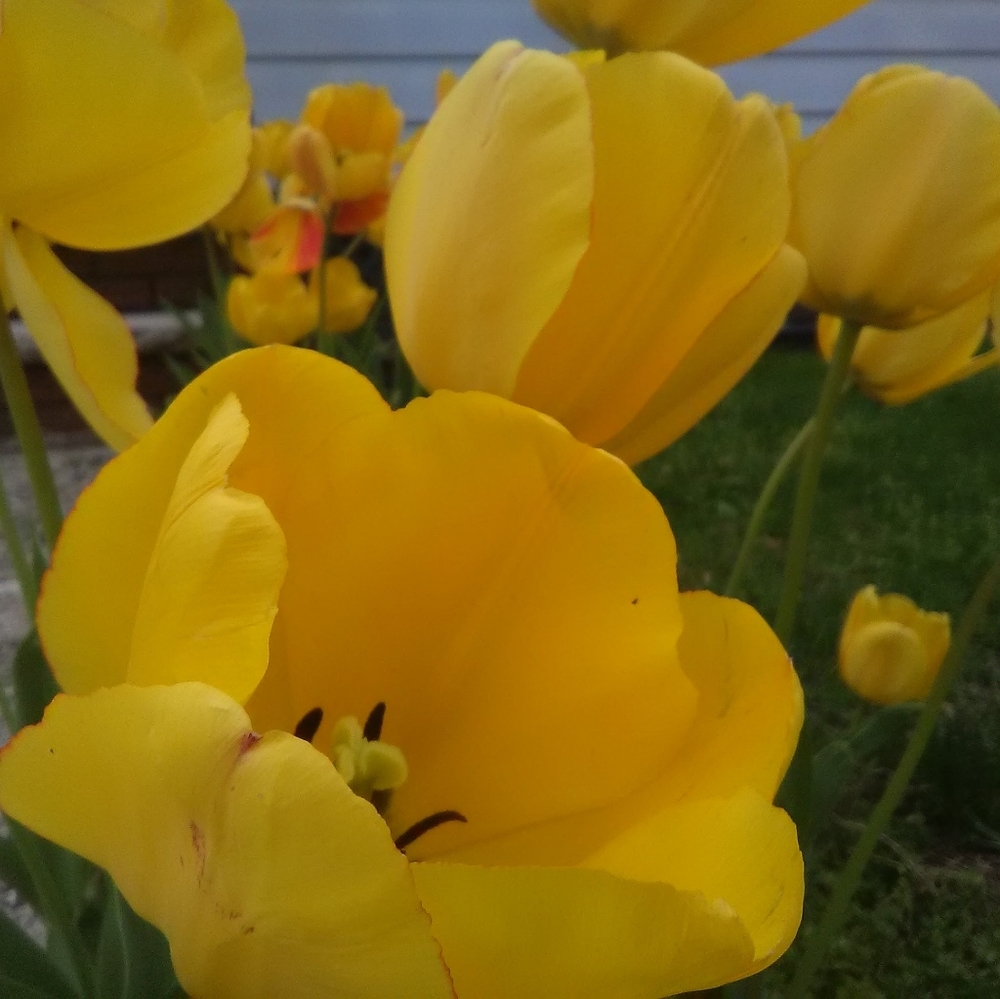 Meet your Posher, Machli